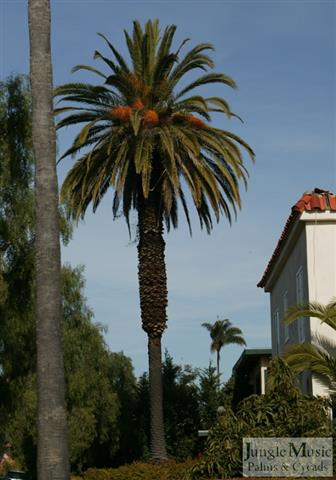 Note how flowers of this Phoenix canariensis are among the leaves of the crown, not below.