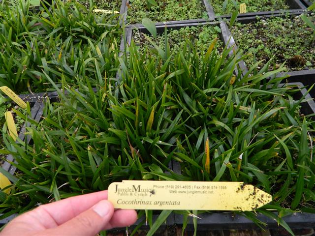  Coccothrinax seedlings