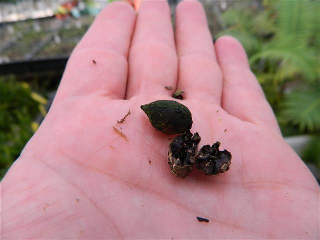 Example of a palm seed with fruit removed but
resting adjacent to the seed.  This fruit is almost black.