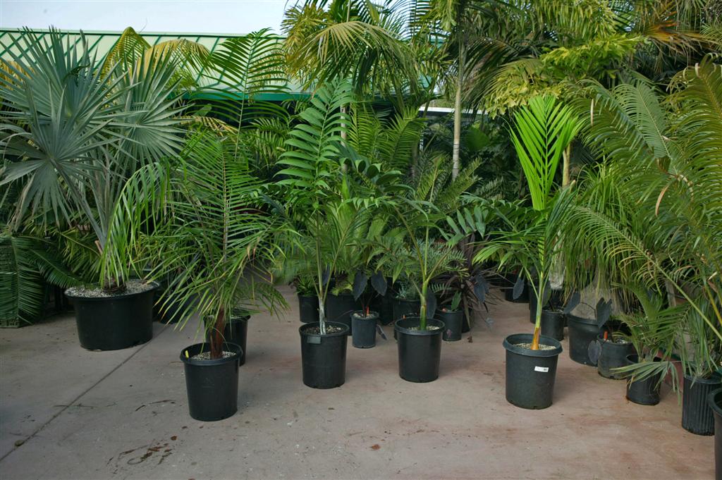  Assorted palm trees at nursery - 15 gallon size