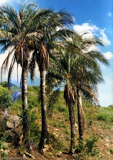 Parajubaea torallyi var. microcarpa: There are three varieties of Parajubaea torallyi (v. torallyi, v. sunka and v. microcarpa).  All are similar in appearance, though there are subtle differences in how they hold their foliage and growth rates.  All these types are hardier that P. cocoides, and are faster growing as well.  They max out at about 25-30 feet. Photo c/o IPS Cold hardy to 21 degrees.