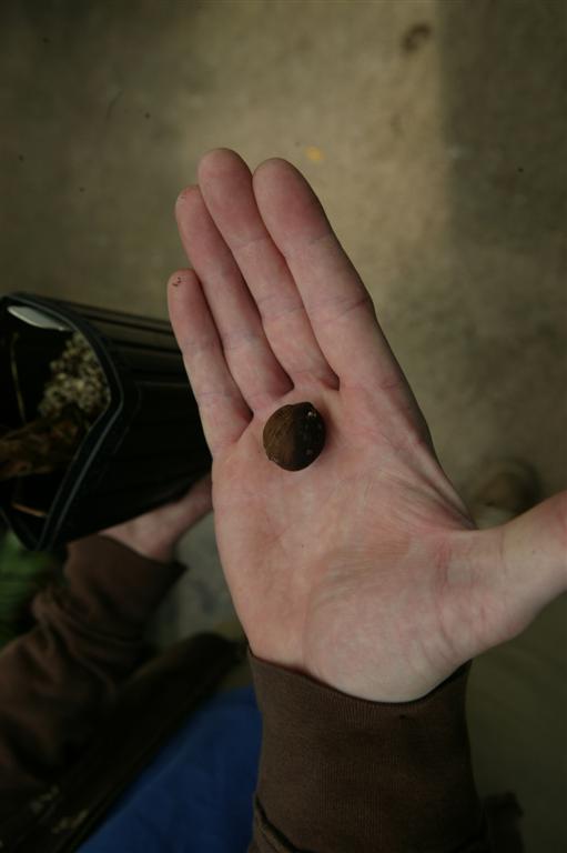 Seed of Parajubaea sunkha, cleaned of fruit and
brown in color.