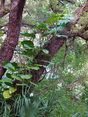  Philodendron climbing tree 