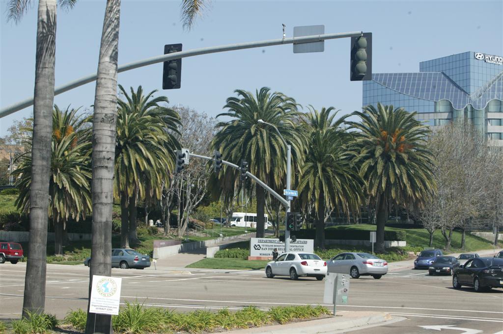  Phoenix canariensis used as a commercial grouping