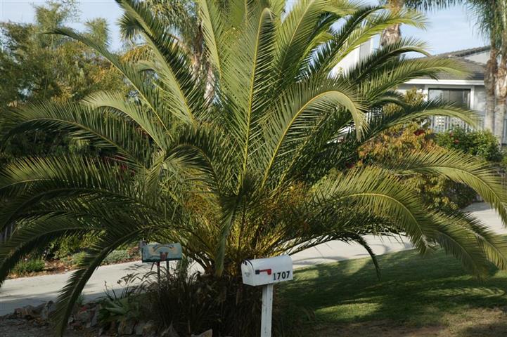 Roystonea venezuelensis has both pinnate
and slightly plumose leaves