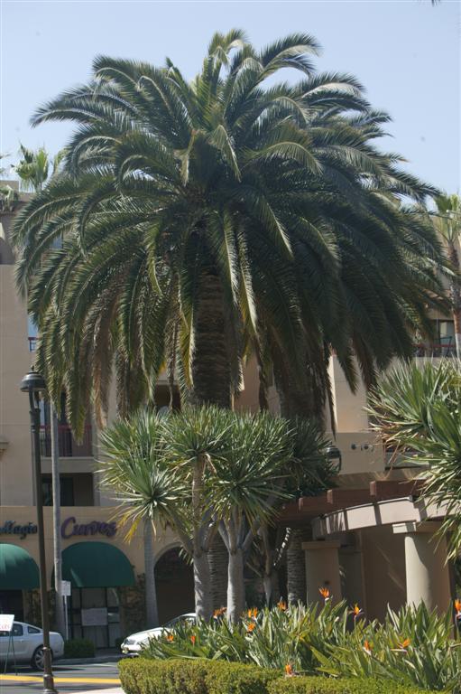 Both of the photos above show Phoenix canariensis that have been dug and planted in an upscale shopping center, either as a group or single