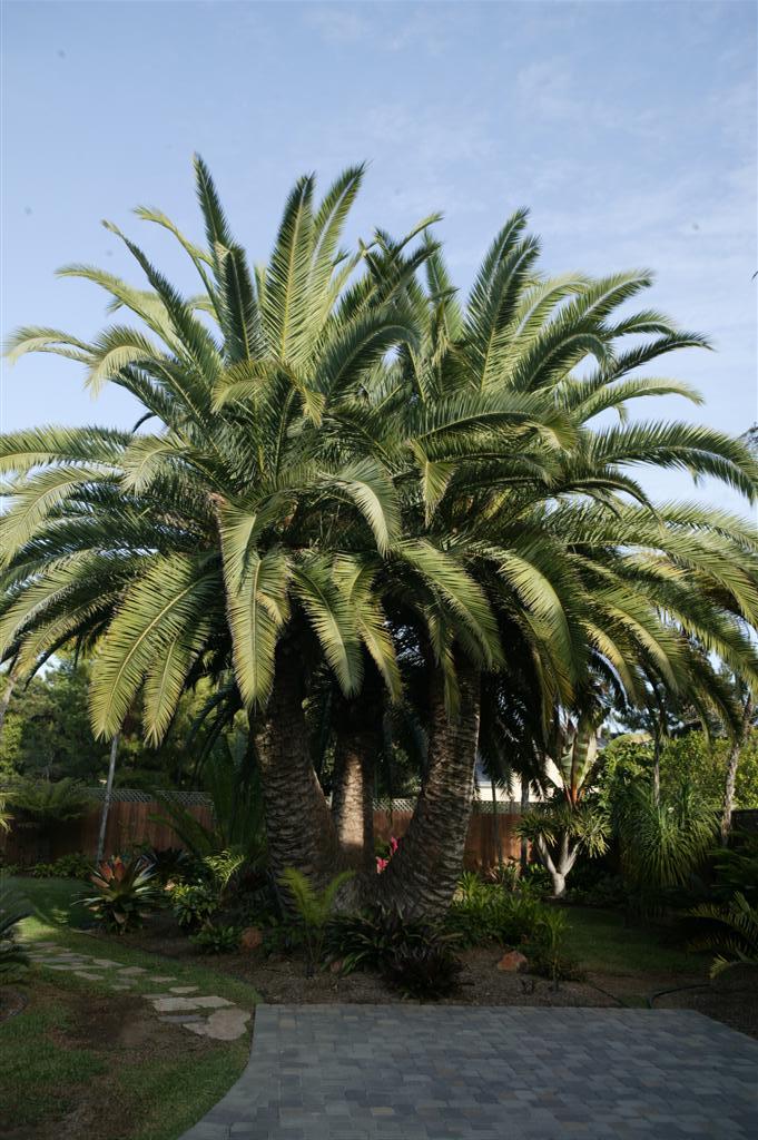 A unique planting of 3 Phoenix canariensis together