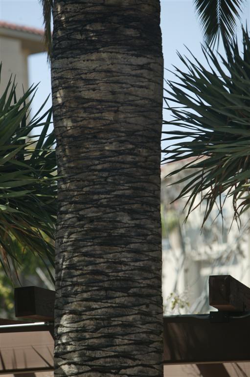  A close up picture of the trunk of Phoenix
canariensis