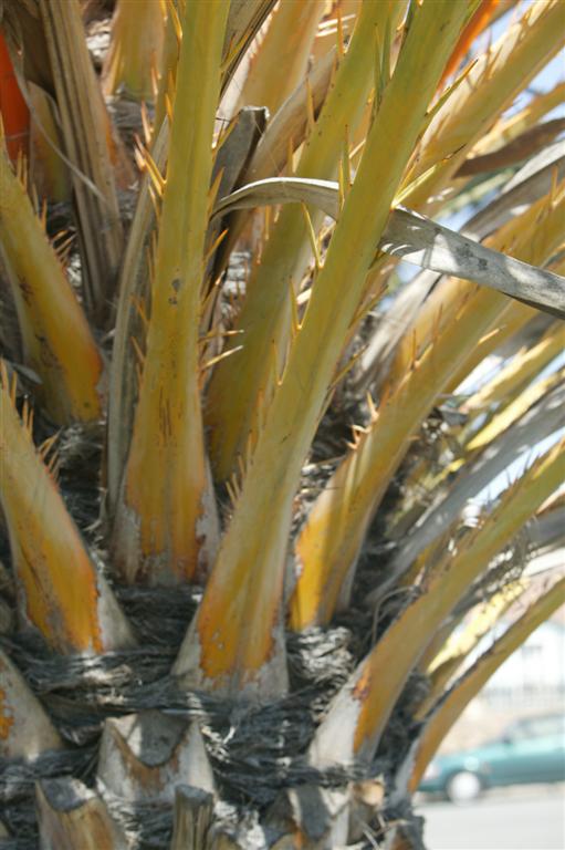 Close-up of the petioles of the Date Palm; note yellow color