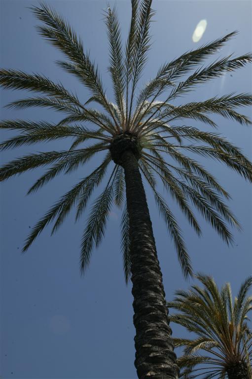  Crown of the true Date Palm from below.