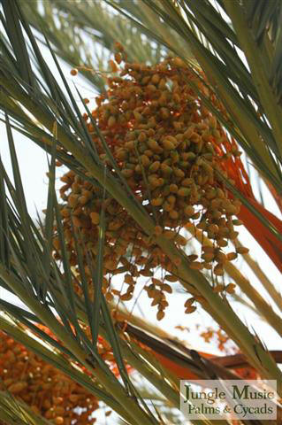 Phoenix dactylifera, the True Date Palm, with
near mature fruit