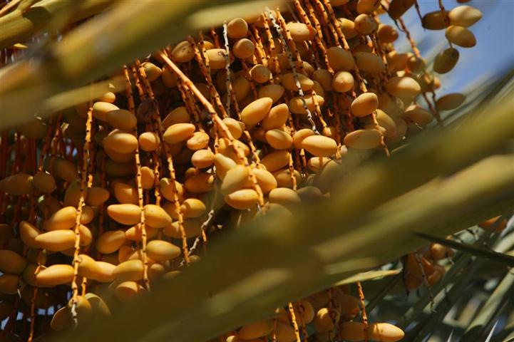 Phoenix dactylifera, the True Date Palm, with seeds
that are not quite mature.  Edible fruits need to be
fully developed to taste good.