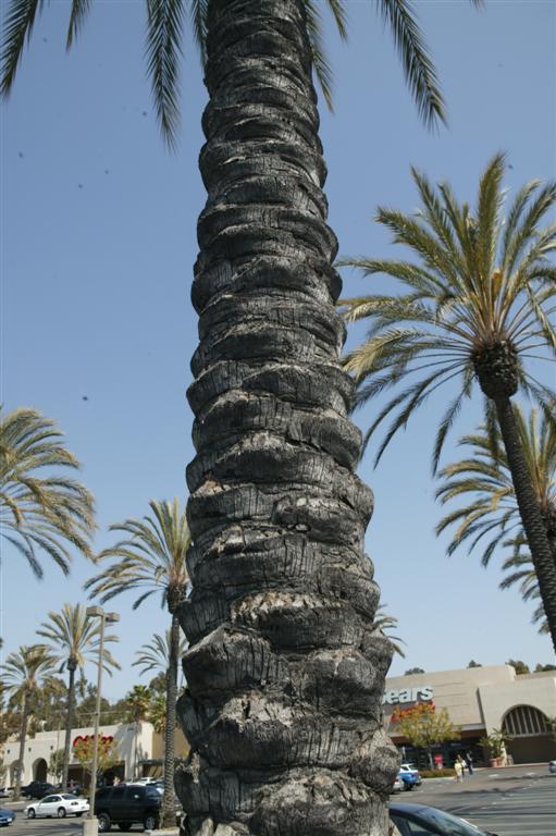 A close-up of the knobby trunk of Phoenix dactylifera