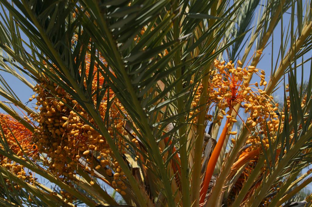 Mature female Phoenix dactylifera, loaded with fruit