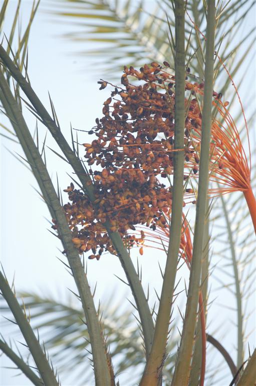 Male blossom, Phoenix dactylifera 