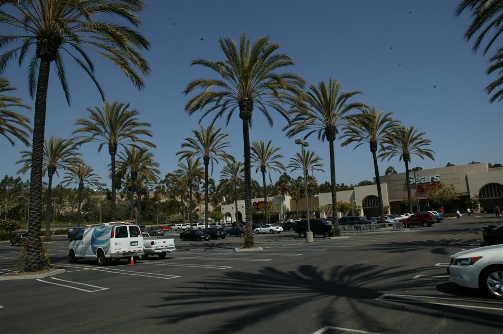 Phoenix dactylifera used in large numbers in a shopping center