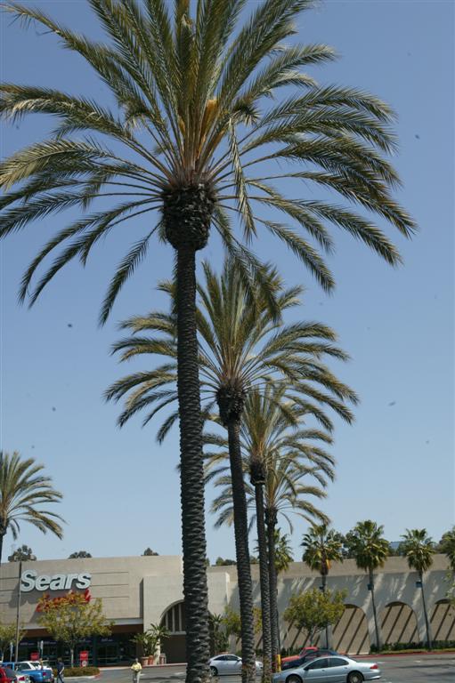 Multiple Date Palms in a row