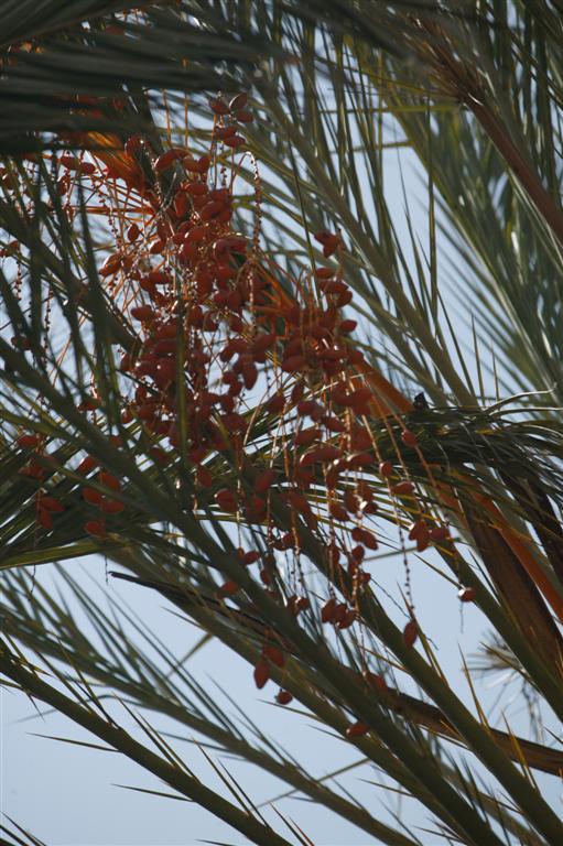  Mature or near mature seeds of Phoenix dactylifera