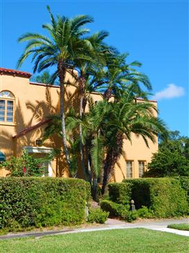 Phoenix reclinata:
A suckering, medium to tall, pinnate and armed palm that makes gorgeous clumps and is a centerpiece palm.  Demands full sun and tolerates temperatures to 18 to 20 degrees or slightly lower.