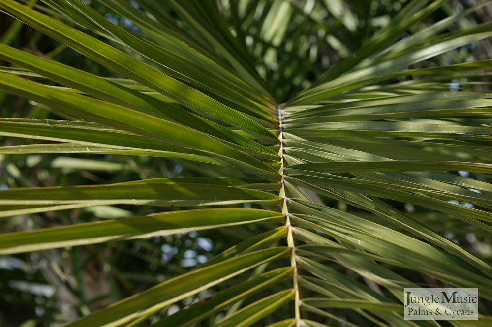 Induplicate leaf, typical of all Phoenix 