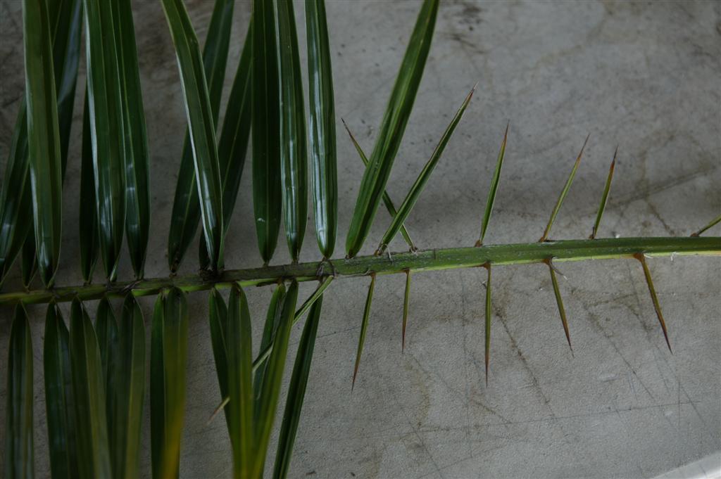 Spines on a removed Phoenix reclinata leaf, juvenile 