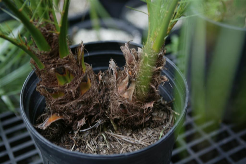 Two individual Pygmy Dates planted in one pot.  This is
not true suckering.