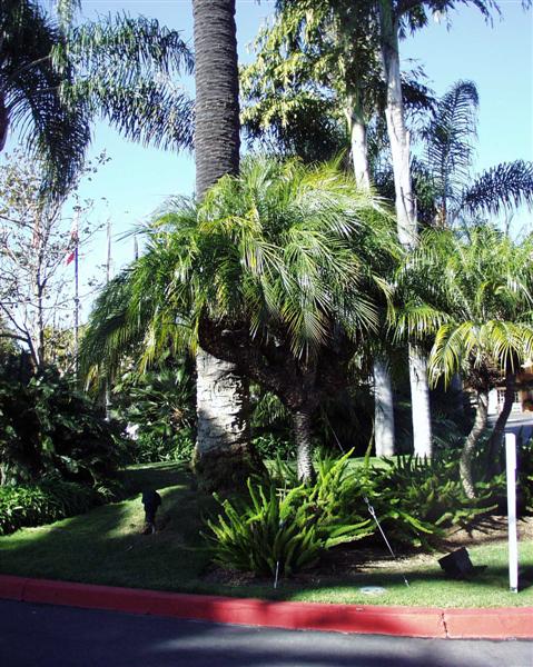 Multiple palm species in a commercial
hotel planting