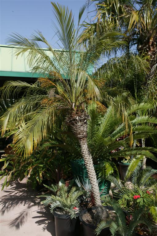 A single trunk specimen, fairly old, in the nursery 