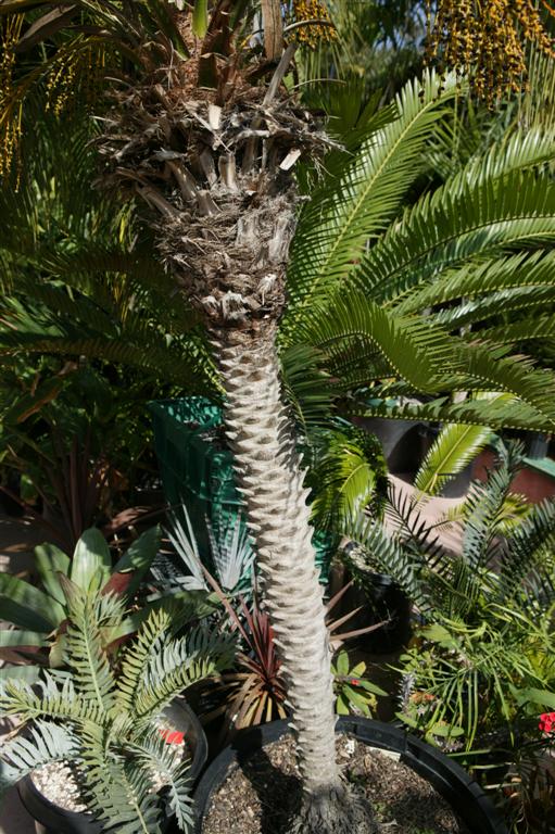 Note the "knobby" trunk from cleaning
the trunk on this Pigmy Date Palm.