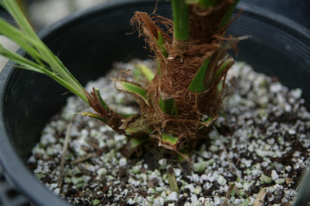 This is a sucker off the main stem.  Compare it to the plants
in the photo to the left.