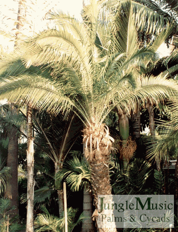 Another example of the Cliff Date Palm