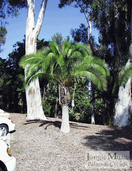 Phoenix rupicola at Balboa Park, San Diego    