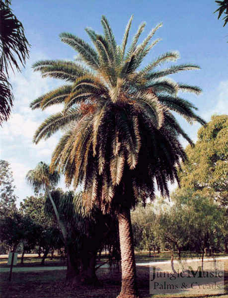 A specimen in a botanical garden 