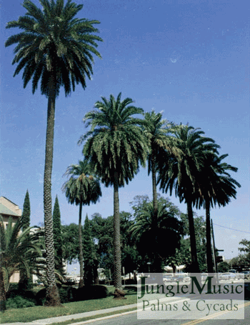 Phoenix sylvestris along a street planting