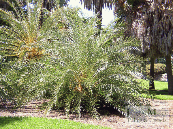 Phoenix theophrastii, showing how prickly and thick a plant is
at this stage