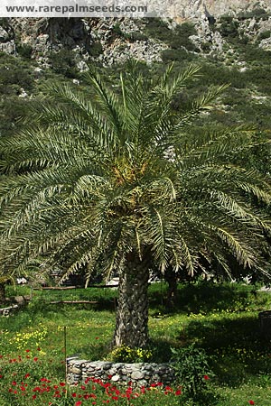 Phoenix theophrastii: A suckering, heavily armed and sharply pointed suckering pinnate palm that tolerates more cold than the similar P. reclinata but gets somewhat taller.  Heights to over 30 feet.  Tolerates down to about 16 degrees or lower and needs hot sun.