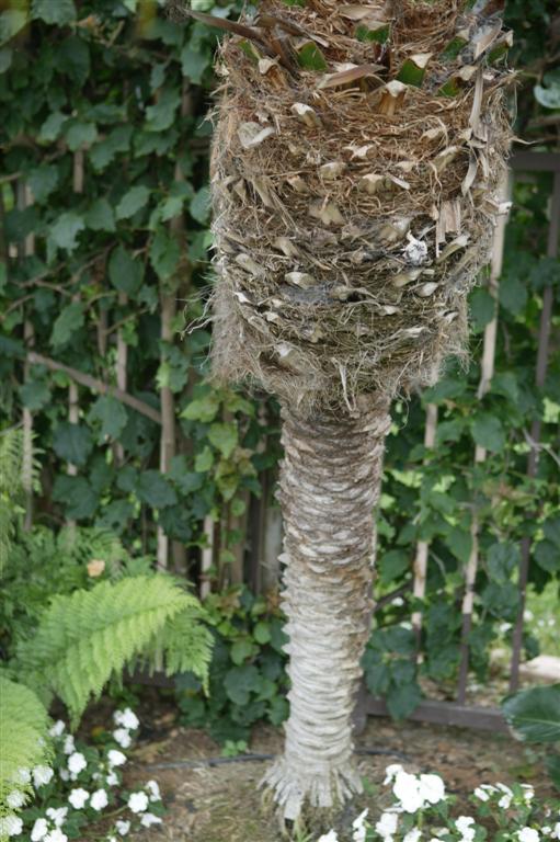 The "knobby" trunk of a
cleaned Pygmy Date Palm