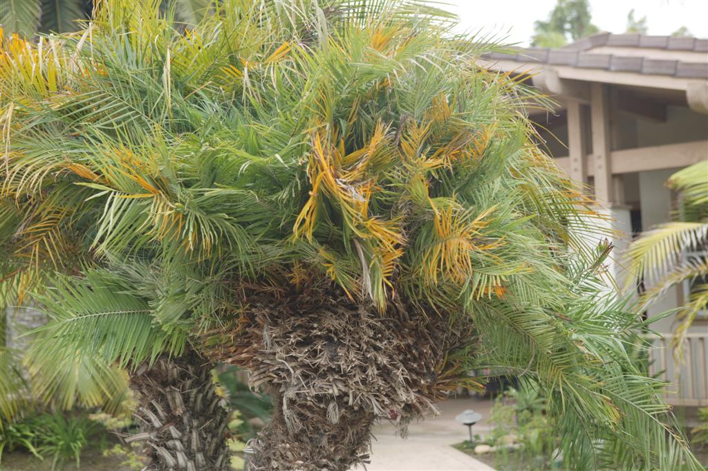  Close-up of one of the trees above.  Note
how multiple growth heads are emerging.