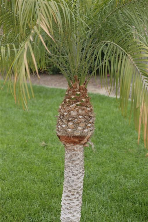 Single trunk Pygmy Date Palm
that has been cleaned to show
a "pinapple top"