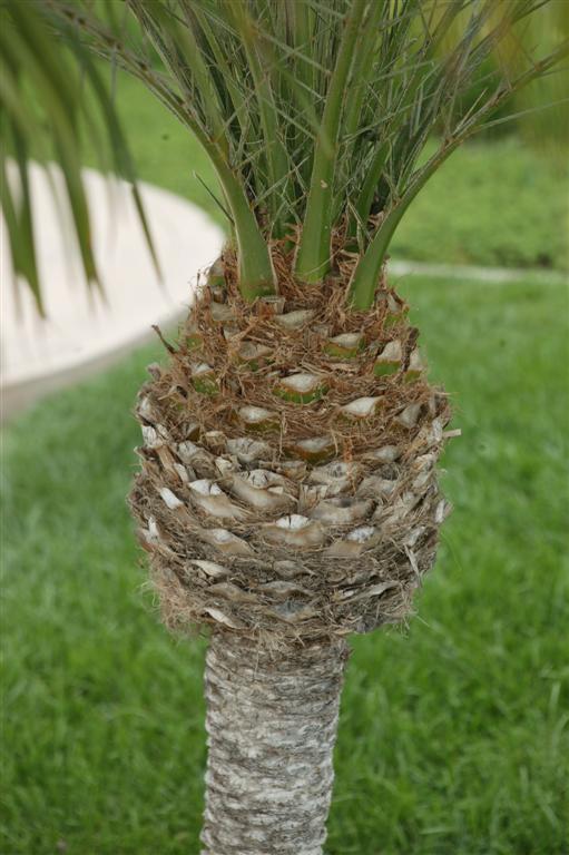 A close-up of the "pineapple"