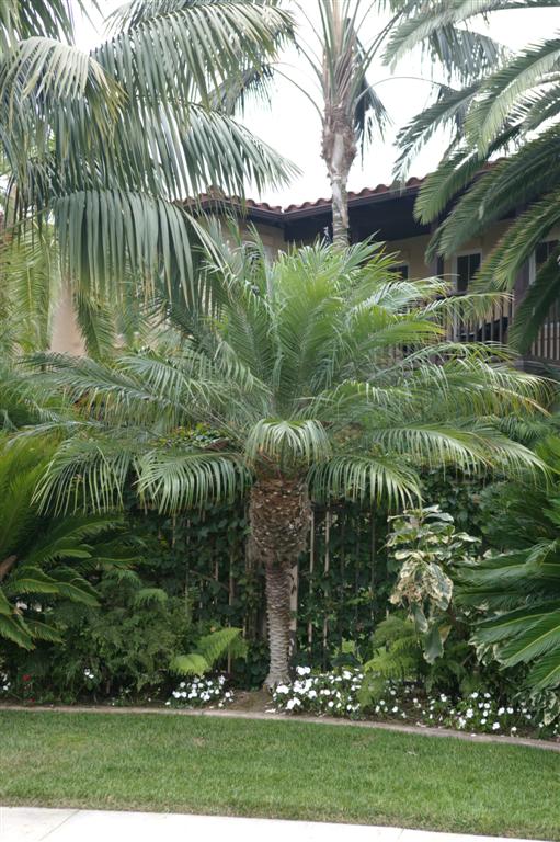 Well grown single trunk
Pygmy Date Palm