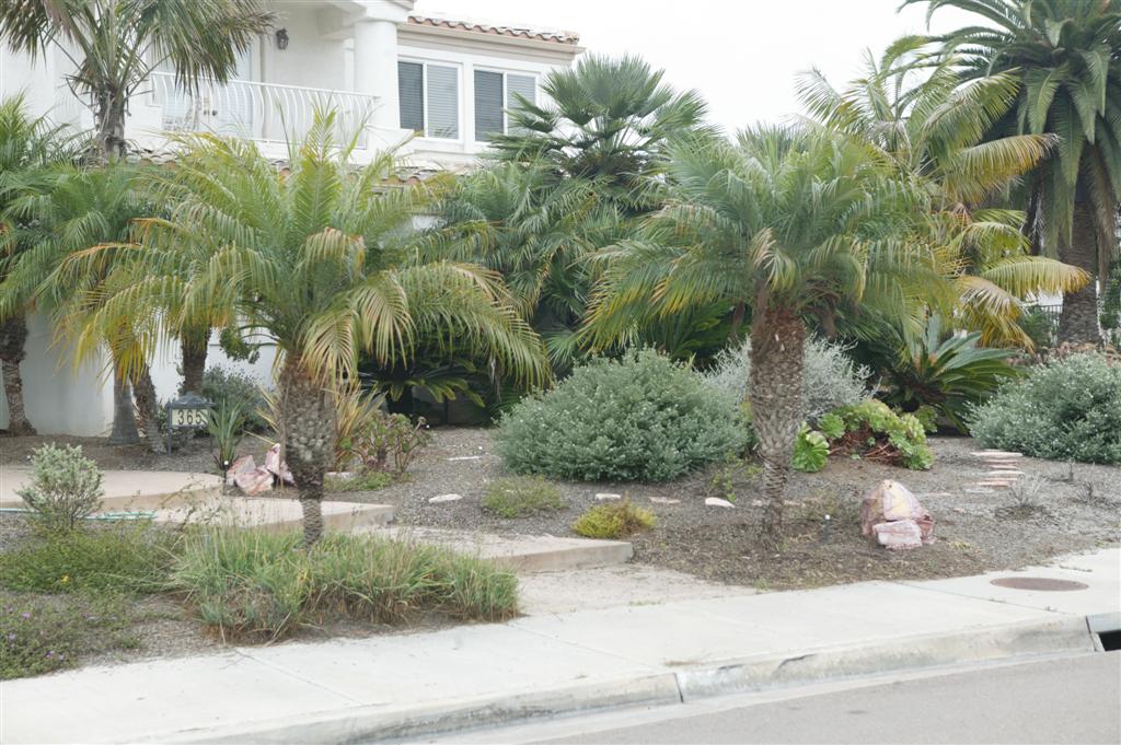 Single Dwarf Date Palm near entry sidewalk