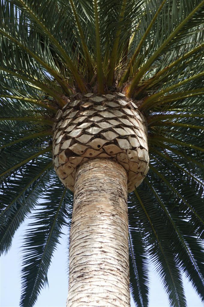 This photo shows the technique of "pineapple
pruning" on a large Canary Island Palm.