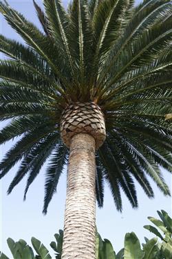  Popular "pineapple" prune to Canary Palm