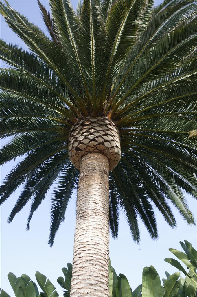 This is another view of the same palm