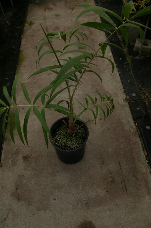  Plectocomia himilaya, nursery