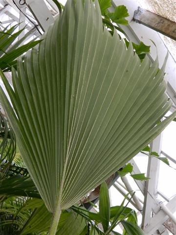 Pritchardia alymer-robinsonianum with nearly flat leaf
and minimal division of the terminal segments 