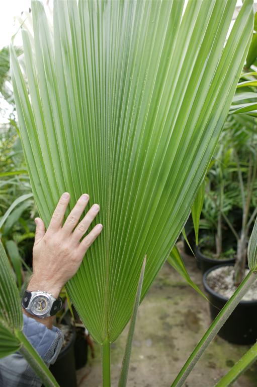 Close up of another fan leaf, this
one from a Pritchardia species