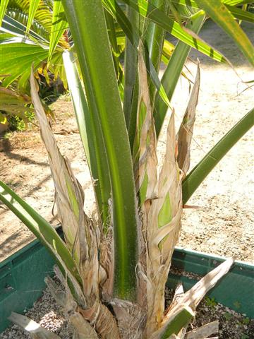  Emerging flower spathes on a Pritchardia species  