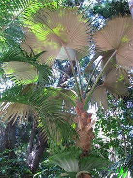 

Pritchardia species:  There are quite a few Pritchardias that will take 28 degrees, perhaps a bit colder.  There are also some that don’t tolerate these temperatures..  This is where your palm grower comes in.  All are beautiful, all are fans, and most are medium sized.  Good ones for 28 degrees include P. affinis, remota, minor, and a few others.
